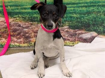 Rat Terrier and Mixed Breed Dogs Available for Adoption in Moreno Valley, California - JOEY | PetCurious