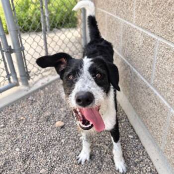Koah -  Mixed Breed Dog for Adoption in Murray, Utah - Koah | PetCurious