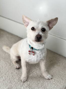 Rescue Cairn Terrier Dogs for Adoption in Palo Alto, California - Chestnut | PetCurious