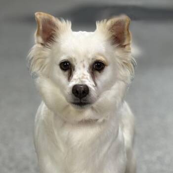 Chihuahua Dogs Available for Adoption - Molly - A Little Timid But So Sweet! | PetCurious