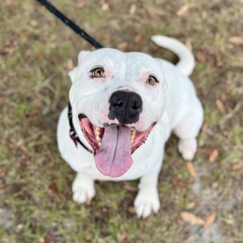 American Bulldog and Mixed Breed Dogs Available for Adoption - Ivory | PetCurious