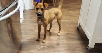Terrier and Chihuahua Dogs Available for Adoption in Palm Valley, Texas - Bella | PetCurious