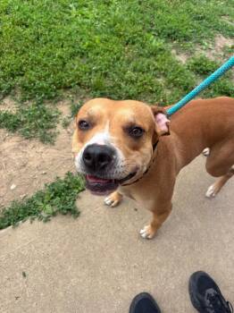 Oden -  Pit Bull Terrier Dog for Adoption in Wabash, Indiana - Oden | PetCurious
