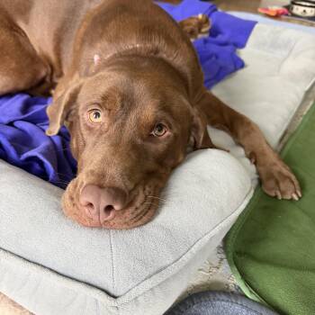 Reece -  Chocolate Labrador Retriever Dog for Adoption in Avondale, Pennsylvania - Reece | PetCurious