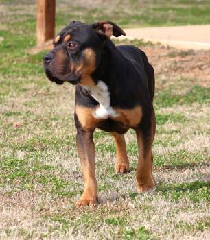 Pit Bull Terrier Dogs Available for Adoption - AXEL | PetCurious