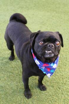 Chibby -  Pug Dog for Adoption in Gardena, California - Chibby | PetCurious