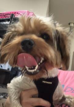 Roxie -  Yorkshire Terrier Dog for Adoption in Henderson, Nevada - Roxie | PetCurious