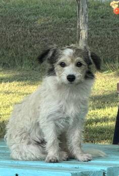 Chelsey -  Border Terrier Dog for Adoption in Louise, Texas - Chelsey | PetCurious