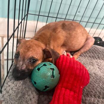 Mouse -  Chihuahua and Mixed Breed Dog for Adoption in Merritt Island, Florida - Mouse | PetCurious