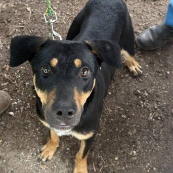 Rottweiler and Australian Kelpie Dogs Available for Adoption in Austin, Texas - Pants | PetCurious