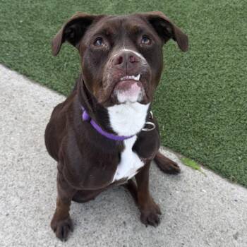 Latte -  Mixed Breed Dog for Adoption in Indianapolis, Indiana - Latte | PetCurious