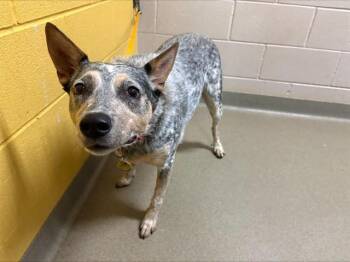 QUEENIE -  Australian Cattle Dog Blue Heeler Dog for Adoption in Colorado Springs, Colorado - QUEENIE | PetCurious