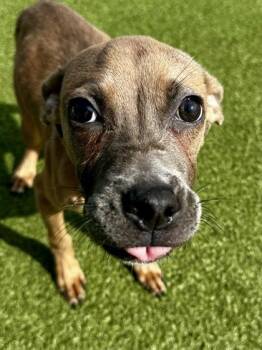 Mixed Breed Dogs Available for Adoption - Lalaloopsie (FOSTER TO ADOPT) | PetCurious