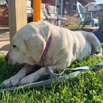 Nilla -  Labrador Retriever Dog for Adoption in Cincinnati, Ohio - Nilla | PetCurious