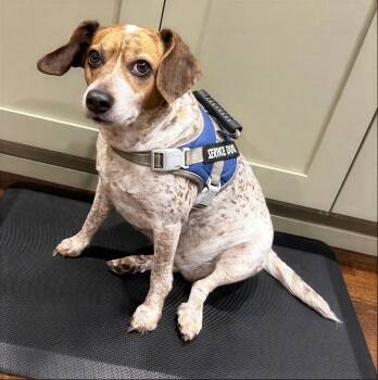 Emily -  Mixed Breed Dog for Adoption in Nashville, Tennessee - Emily | PetCurious