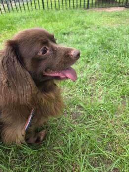 Dachshund Dogs Available for Adoption in Nacogdoches, Texas - Mylo | PetCurious