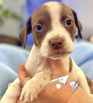 Andy -  Pointer Dog for Adoption in Copiague, New York - Andy | PetCurious