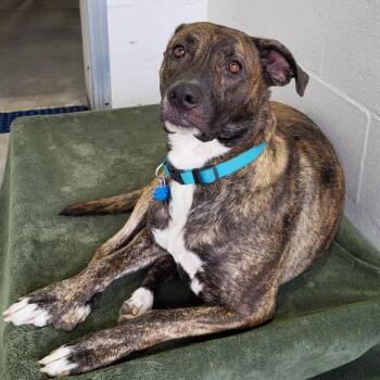 Black Mouth Cur Dogs Available for Adoption in Lake Panasoffkee, Florida - Jade | PetCurious