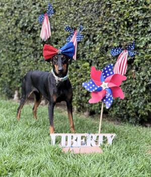 Rescue Doberman Pinscher Dogs for Adoption in West Hollywood, California - Alli | PetCurious