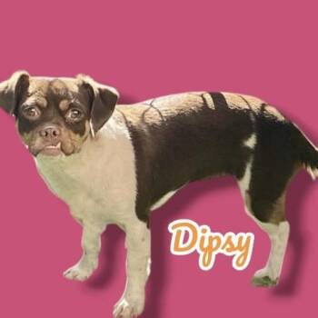 Chihuahua and Pug Dogs Available for Adoption in Scottsdale, Arizona - Dipsy | PetCurious