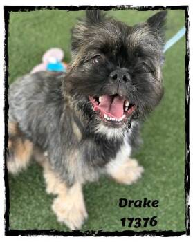 Brussels Griffon and French Bulldog Dogs Available for Adoption - Drake(877) | PetCurious