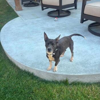 America -  Chihuahua Dog for Adoption in Nampa, Idaho - America | PetCurious