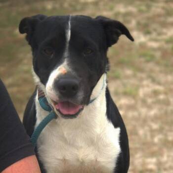 Betsy JuM -  Shar Pei and Mixed Breed Dog for Adoption in Austin, Texas - Betsy JuM | PetCurious