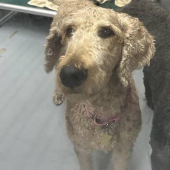 MAXINE -  Standard Poodle Dog for Adoption in Richmond, California - MAXINE | PetCurious
