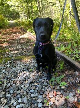 Luna -  Labrador Retriever Dog for Adoption in Lunenburg, Vermont - Luna | PetCurious