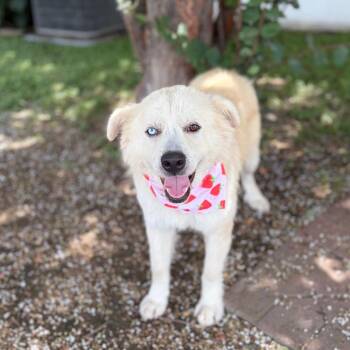 Guero 26-06-103 -  Husky and Mixed Breed Dog for Adoption in Bastrop, Texas - Guero 26-06-103 | PetCurious