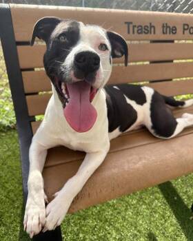 Mixed Breed Dogs Available for Adoption - SPOTS | PetCurious