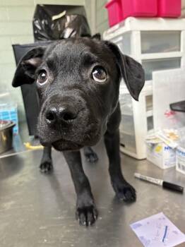 Terrier and Mixed Breed Dogs Available for Adoption - A374364 | PetCurious