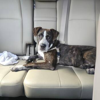 Bolt -  American Staffordshire Terrier Dog for Adoption in Martinez, California - Bolt | PetCurious