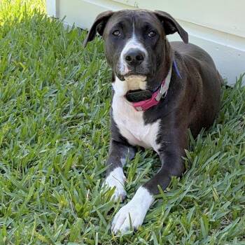 Terrier and Bull Terrier Dogs Available for Adoption in Corpus Christi, Texas - Moonlight | PetCurious