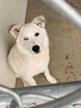 Glacier* June 18th -  Husky and Great Pyrenees Dog for Adoption in Dawson Creek, British Columbia - Glacier* June 18th | PetCurious