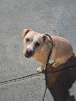 Ic-3  Yakami -  Labrador Retriever Dog for Adoption in Lawrenceville, Georgia - Ic-3  Yakami | PetCurious
