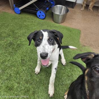Lou Lou -  German Shepherd Dog and Australian Cattle Dog Blue Heeler Dog for Adoption in Miami Gardens, Florida - Lou Lou | PetCurious