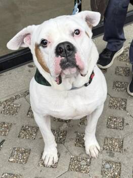 American Bulldog Dogs Available for Adoption - Tyson | PetCurious