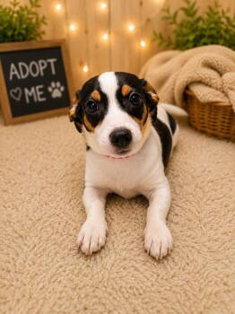 Chihuahua Dogs Available for Adoption in Nashville, Tennessee - Briar (F) | PetCurious