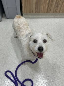 Rescue Terrier and Mixed Breed Dogs for Adoption in Honolulu, Hawaii - Hermes | PetCurious