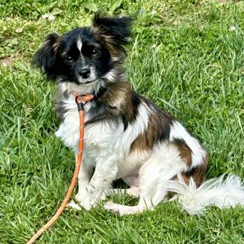 Papillon and Cavalier King Charles Spaniel Dogs Available for Adoption in Cincinnati, Ohio - Blaze 2026 | PetCurious