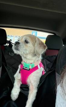 Lady Stella -  Shih Tzu Dog for Adoption in Boardman, Ohio - Lady Stella | PetCurious
