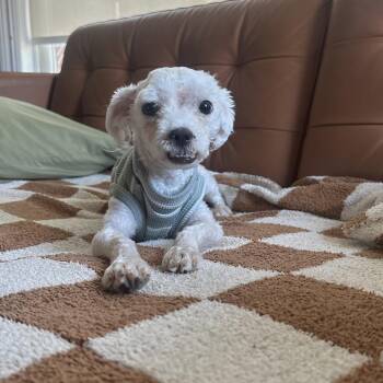 Stonington -  Chihuahua Dog for Adoption in New York, New York - Stonington | PetCurious
