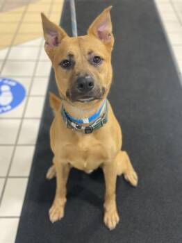 DEPUTY TAILS -  German Shepherd Dog and Labrador Retriever Dog for Adoption in Dayton, Ohio - DEPUTY TAILS | PetCurious