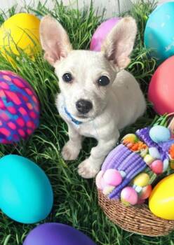 Chihuahua Dogs Available for Adoption - Cody  | PetCurious