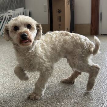 Happy -  Havanese Dog for Adoption in Latrobe, Pennsylvania - Happy | PetCurious