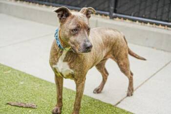 Jan -  Labrador Retriever and Boxer Dog for Adoption in Bellevue, Washington - Jan | PetCurious