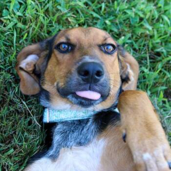 Crepe * Available at the Biddeford PetSmart* -  Hound Dog for Adoption in Kennebunk, Maine - Crepe * Available At The Biddeford PetSmart* | PetCurious