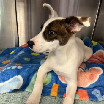 Boots -  Mixed Breed Dog for Adoption in Madisonville, Tennessee - Boots | PetCurious