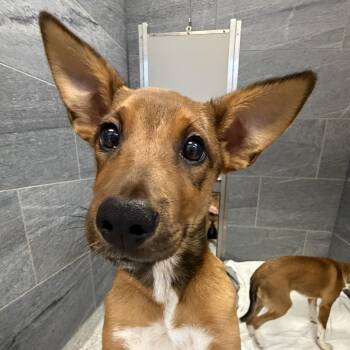 Dingo -  Mixed Breed Dog for Adoption in Cooperstown, New York - Dingo | PetCurious